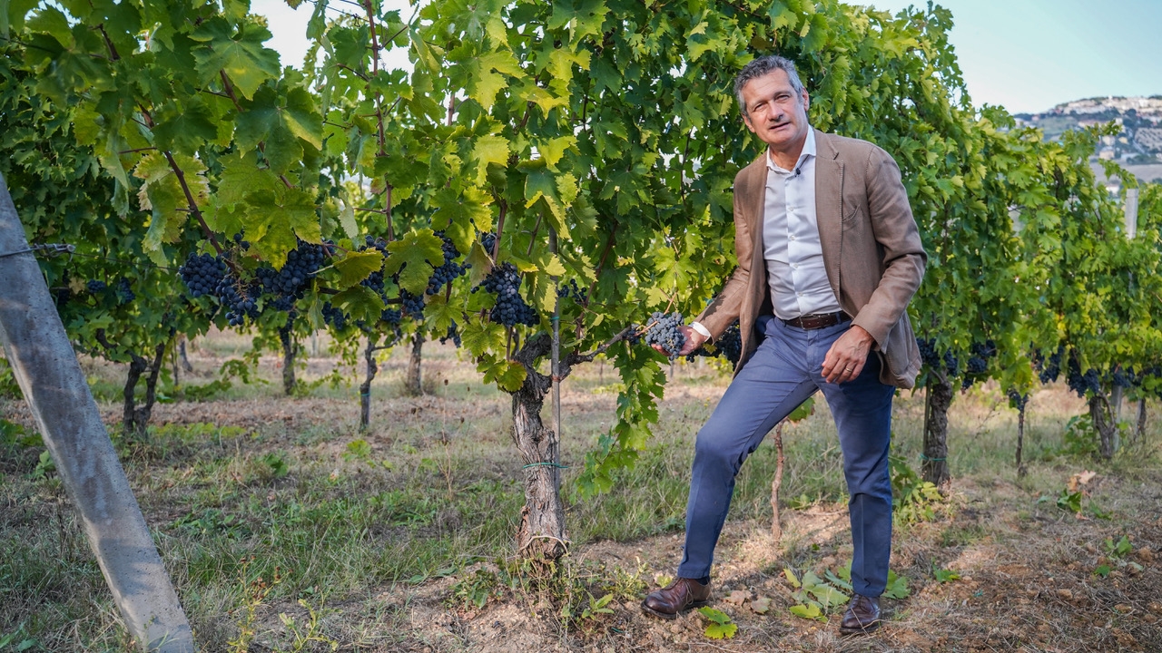 UMANI RONCHI, VENDEMMIA 2020: VINCE LA QUALITA’. LA PANDEMIA NON FRENA L’EXPORT