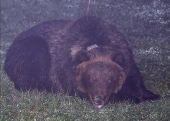 Parco Nazionale della Majella, l’orsa Peppina ha il suo nuovo radiocollare