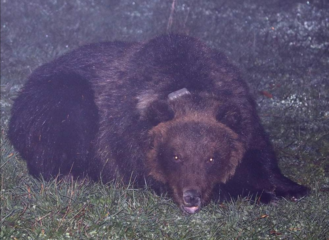 Parco Nazionale della Majella, l’orsa Peppina ha il suo nuovo radiocollare