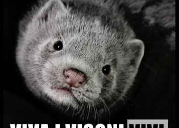 LA DANIMARCA UCCIDERÀ 17 MILIONI DI VISONI “DA PELLICCIA”