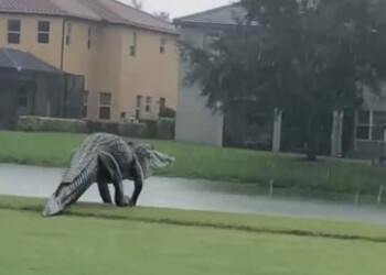 Alligatore gigante passeggia per i campi da golf. Sembra Gozdilla, il video