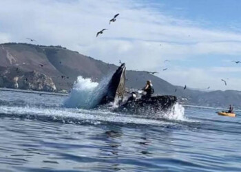 Balena inghiotte due ragazze in kayak. VIDEO da brivido