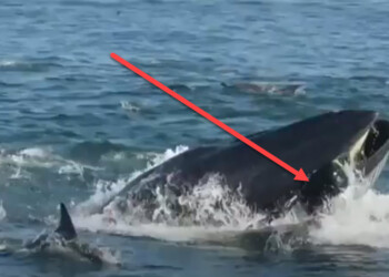 BALENA inghiotte un UOMO in Sud Africa