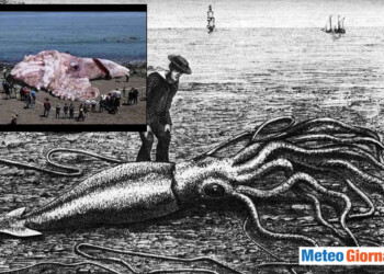 Calamaro gigante mangia un uomo