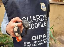 METTE COLLARI ANTIABBAIO AI CANI: SANZIONATO DALLE GUARDIE ZOOFILE DELL’OIPA DI ROMA
