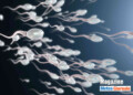 Fertilità maschile