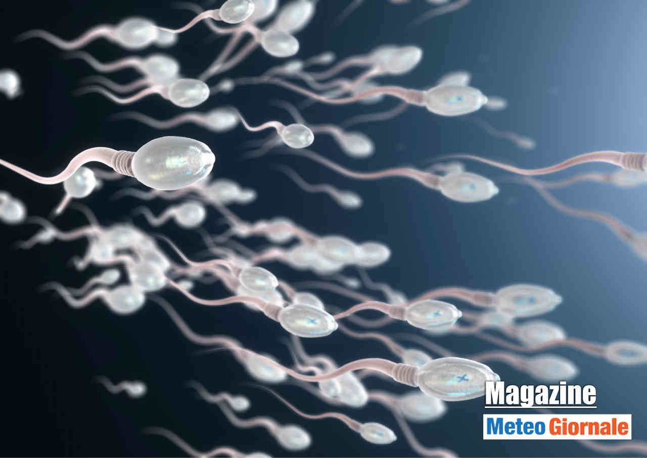 Spermatozoi, la motilità, la vitalità e la morfologia migliorano con l'assunzione di frutti da guscio.