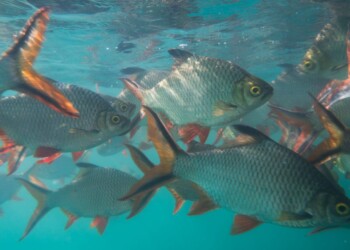 I ricavi di Benchmark scendono a £25,2 milioni nel Q4 fiscale