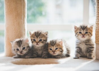 I ricavi di Pets at Home sono aumentati del 5,1% nell’H1 fiscale