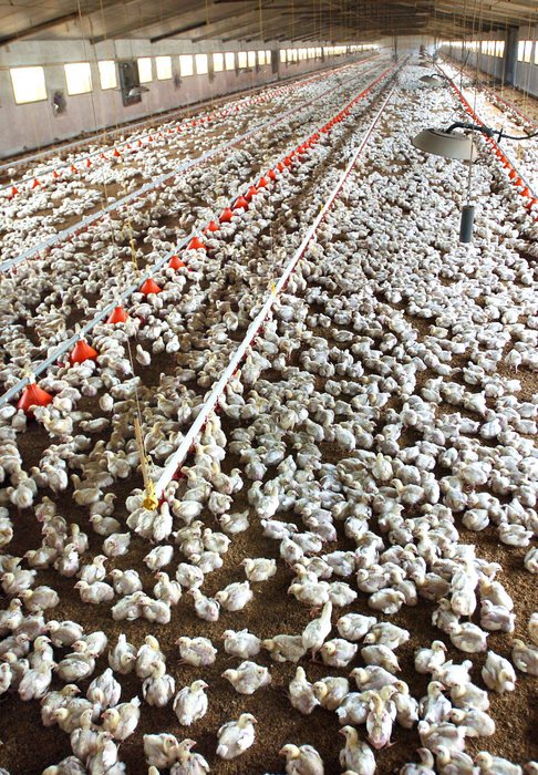 In Olanda abbattuti 190 mila polli per influenza aviaria