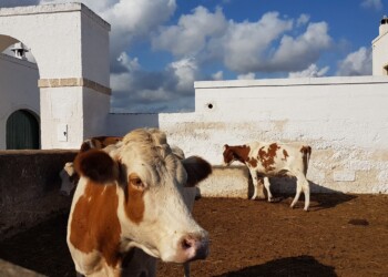 Puglia, crisi del comparto zootecnico: “Oltre 5mila aziende nella stretta dell’emergenza ed è guerra sul prezzo del latte”