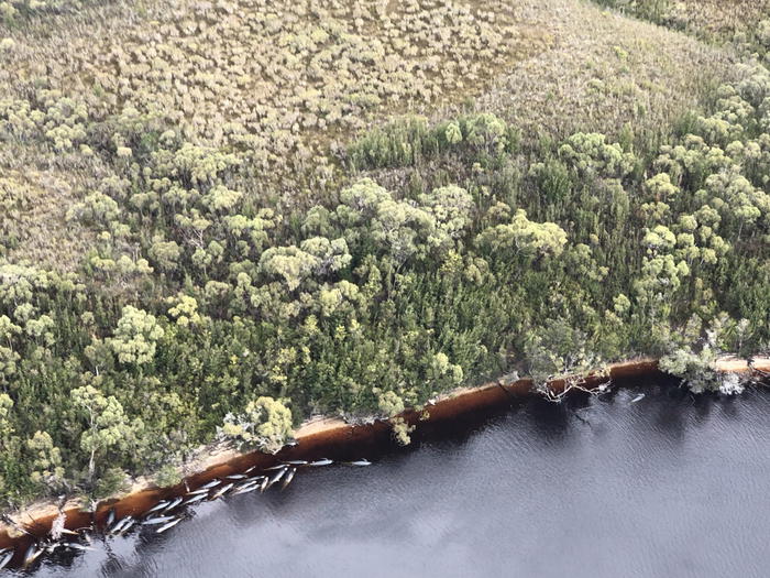 Spiaggiamento in massa di balene e delfini in Nuova Zelanda