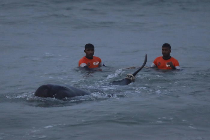 Sri Lanka: salvate oltre 100 balene arenate in spiaggia