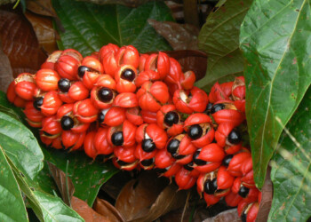 Il waranà Presidio Slow Food, ottiene la Denominazione di Origine brasiliana