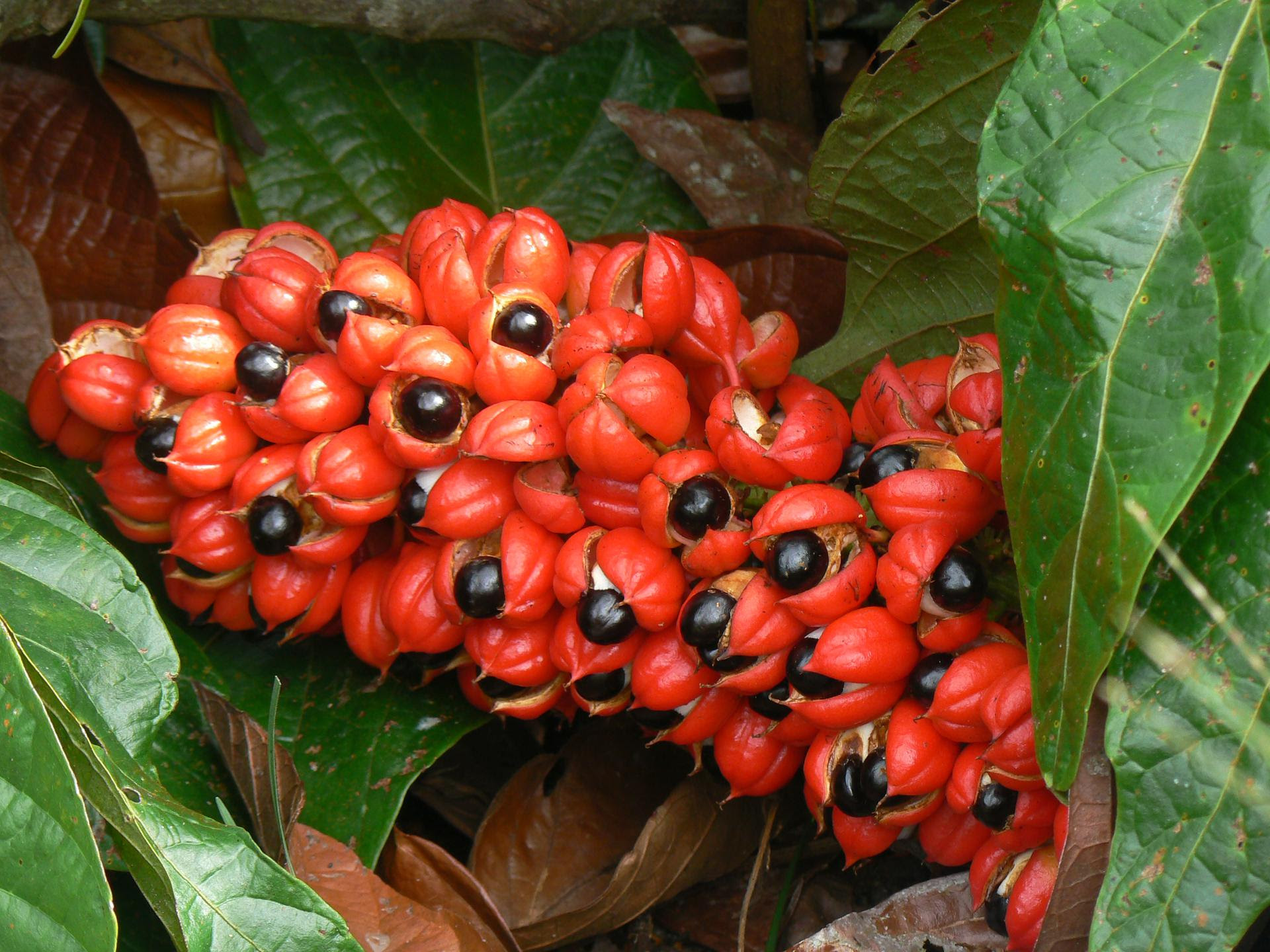 Il waranà Presidio Slow Food, ottiene la Denominazione di Origine brasiliana