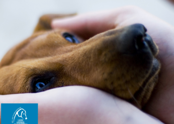 Maltrattamenti e diritti animali