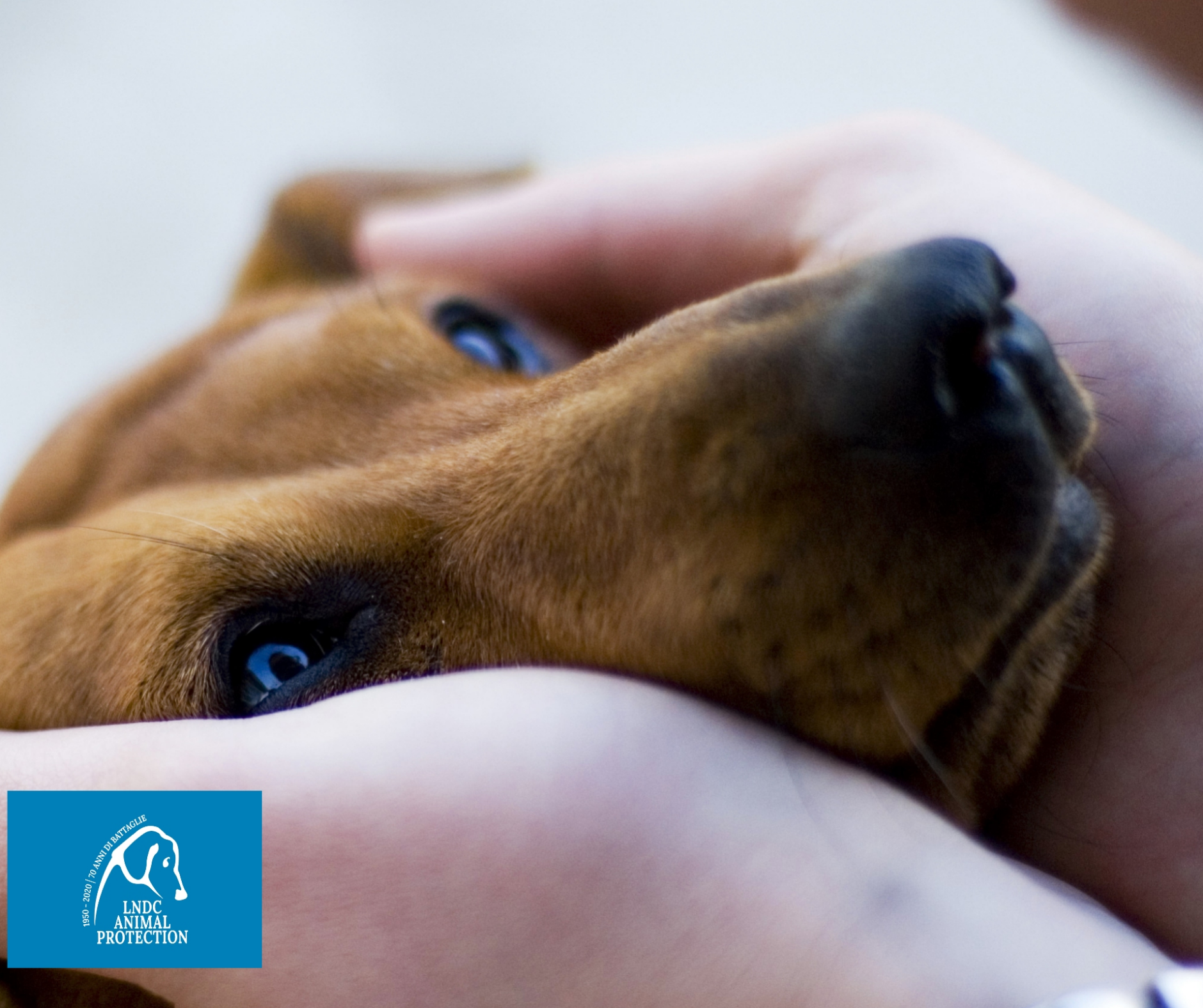 Maltrattamenti e diritti animali