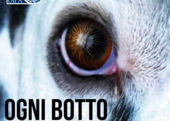 BOTTI DI CAPODANNO, IL COVID NON LI FERMA. IL DECALOGO OIPA PER PROTEGGERE CANI E GATTI