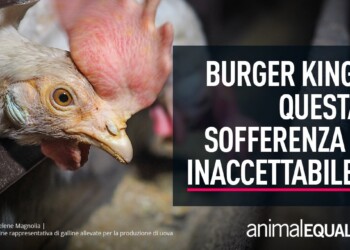 Burger King dice basta alle gabbie per le galline in tutto il mondo