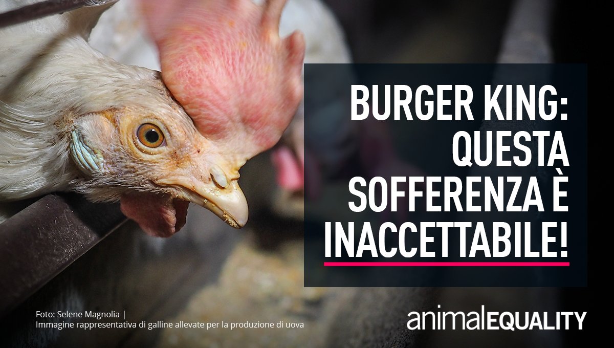 Burger King dice basta alle gabbie per le galline in tutto il mondo