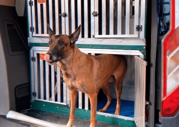 HARMONIA E FORD OFFRONO UN SERVIZIO DI TAXI DOG GRATUITO PER AIUTARE I PROPRIETARI DEI CANI IN DIFFICOLTA’