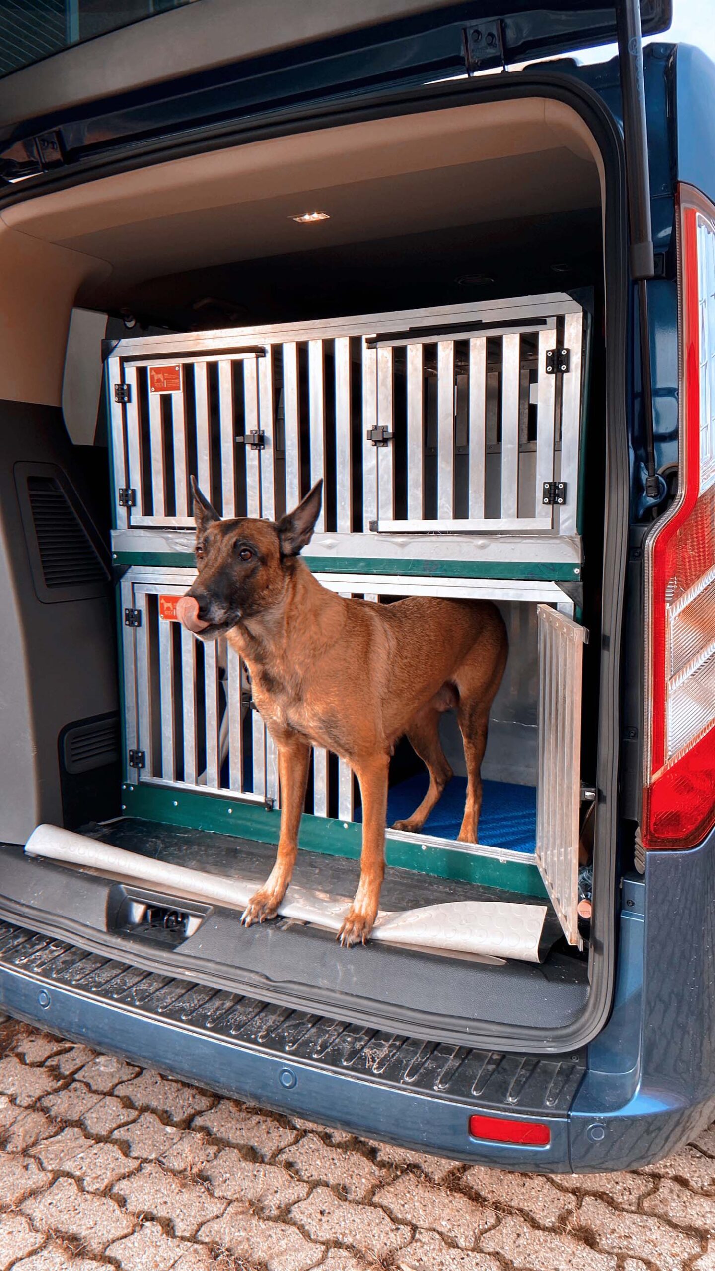 HARMONIA E FORD OFFRONO UN SERVIZIO DI TAXI DOG GRATUITO PER AIUTARE I PROPRIETARI DEI CANI IN DIFFICOLTA’