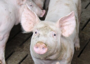 Covid-19 e Psa: crolla il prezzo della carne suina