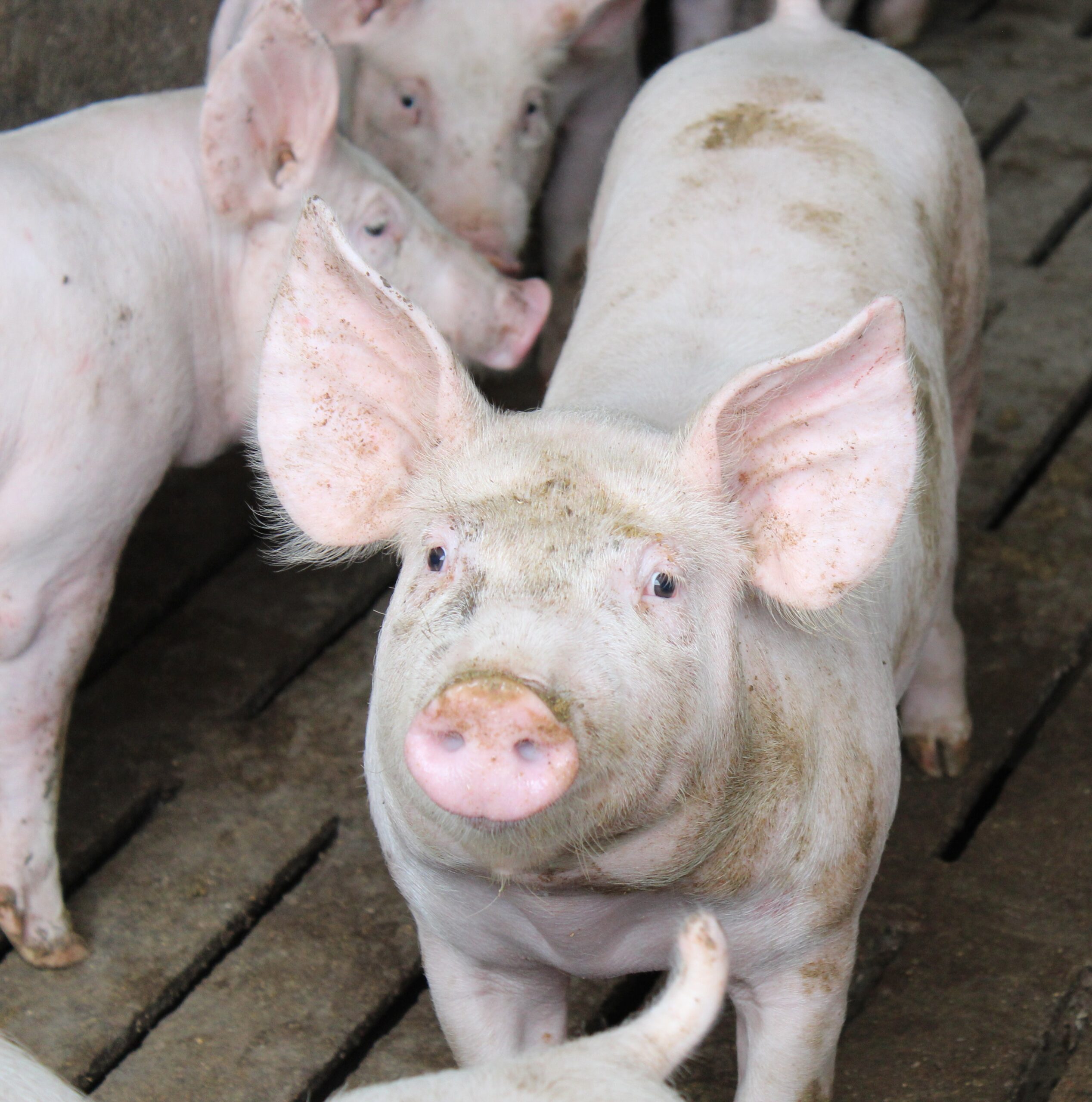 Covid-19 e Psa: crolla il prezzo della carne suina