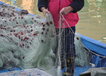 FedAgriPesca e Aci: le filiere della pesca chiedono attenzione in Italia ed Europa