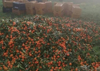 Taranto, agrumi non raccolti: la Cia scrive a Bellanova e Pentassuglia