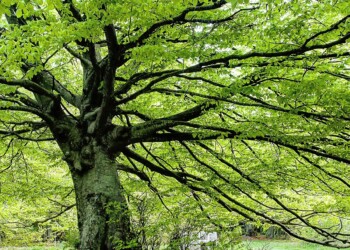 Coldiretti Marche, alberi anti inquinamento per le città: grazie al Next Generation occasione di rilancio anche per i vivai penalizzati dal Covid