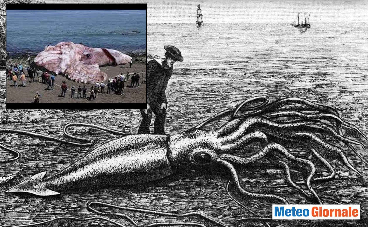 Il calamaro gigante, nome scientifico Architeuthis dux.