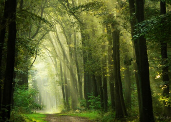 Una gestione più naturale delle nostre foreste per rimuovere più CO2 dall’atmosfera e salvaguardare la biodiversità