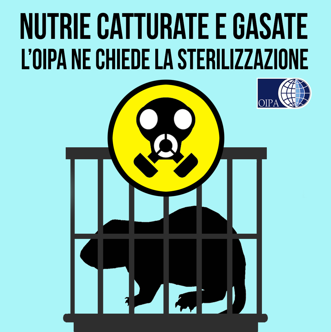 NUTRIE DI LAMBRATE CATTURATE E GASATE. L’OIPA IN UNA LETTERA CHIEDE AL SINDACO SALA L’IMMEDIATA SOSPENSIONE  DELLE OPERAZIONI E L’ATTUAZIONE DI  METODI INCRUENTI COME A TORINO