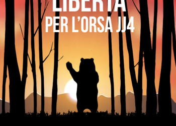 ORSA JJ4, CONSIGLIO DI STATO ACCOGLIE LA RICHIESTA DI LIBERTÀ AVANZATA DA ENPA E OIPA