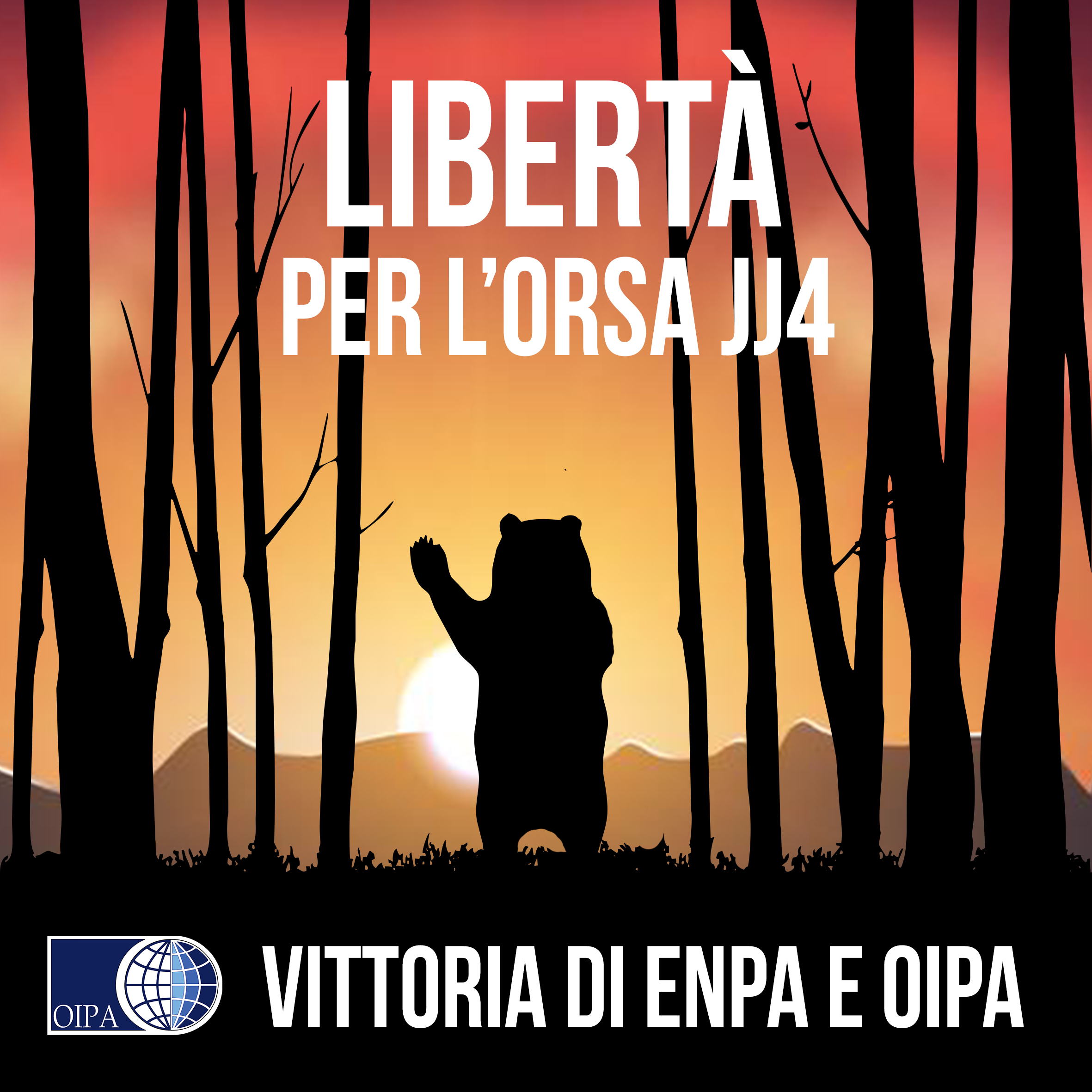 ORSA JJ4, CONSIGLIO DI STATO ACCOGLIE LA RICHIESTA DI LIBERTÀ AVANZATA DA ENPA E OIPA