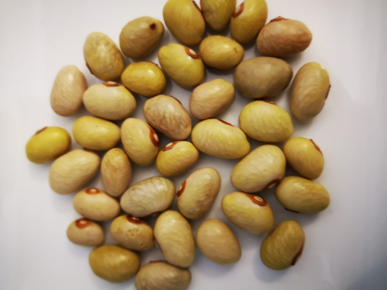 Nuovo Presidio Slow Food in Calabria: i fagioli di Cortale