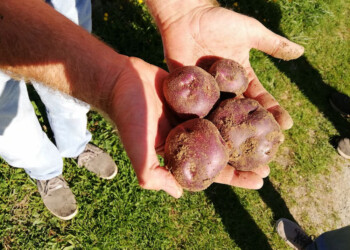Valle d’Aosta: la patata Verrayes è il nuovo Presidio Slow Food nella regione