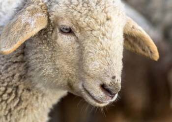 Dal Veneto un nuovo Presidio Slow Food: la pecora brogna della Lessinia