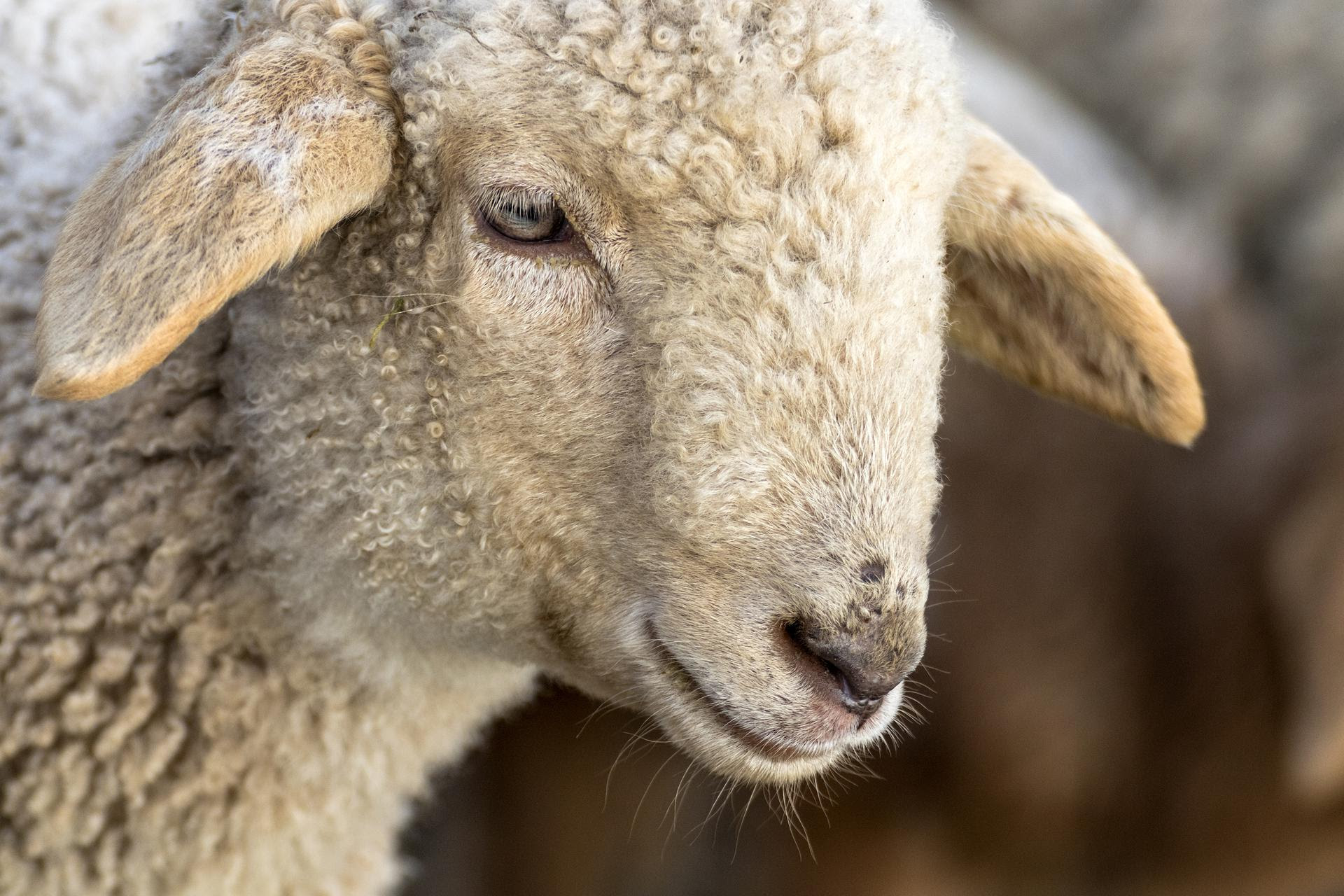 Dal Veneto un nuovo Presidio Slow Food: la pecora brogna della Lessinia