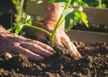 Una terra su cui puoi vivere a lungo.I giovani e l’agricoltura biodinamica lavorano insieme