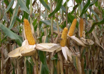 Confagricoltura Fvg: in dieci anni perso il 56 per cento degli ettari investiti a mais