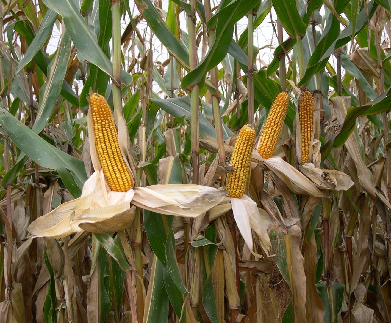 Confagricoltura Fvg: in dieci anni perso il 56 per cento degli ettari investiti a mais