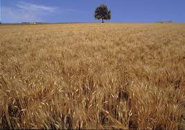 ‘Capitale della Cultura’, Cia Puglia: “Al fianco del ticket Bari-Taranto”