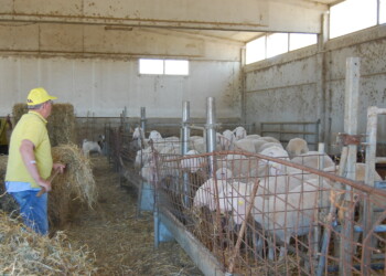 Coldiretti Marche, i Centro di Assistenza Agricola all’esordio da protagonisti nel Censimento dell’Agricoltura