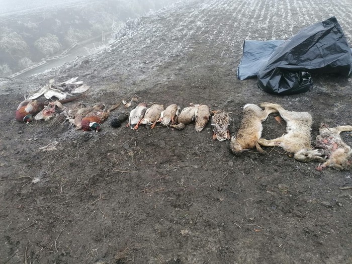 Avvelena mais per nutrie,centinaia animali morti;denunciato