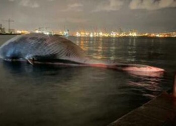 è stata eseguita l’autopsia della balena rinvenuta venerdì della scorsa settimana sul fondale del Porto di Sorrento.