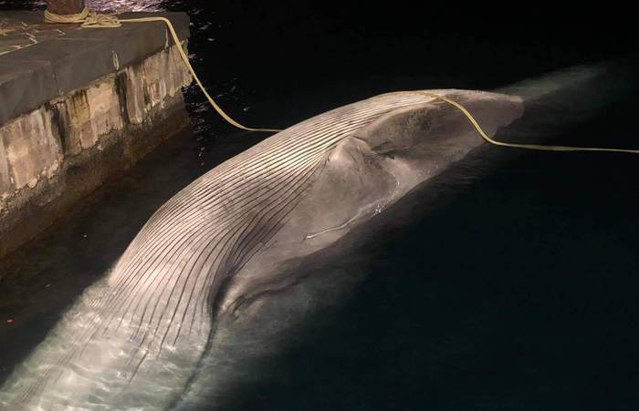 Balenottera morta in porto Sorrento, la carcassa è risalita in superficie