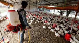 INFLUENZA AVIARIA IN INDIA. OIPA INTERNATIONAL: «EPIDEMIA INCENTIVATA DALL’ALLEVAMENTO INTENSIVO. È TEMPO DI PASSARE A UN’ALIMENTAZIONE ETICA»