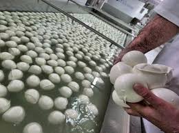 Puglia, crisi del lattiero-caseario: “Dalla Regione Puglia  serve maggiore sostegno alla filiera”